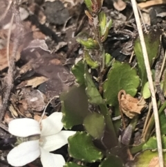 Viola improcera at Mount Clear, ACT - 19 Nov 2022