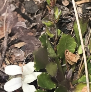 Viola improcera at Mount Clear, ACT - 19 Nov 2022 12:57 PM