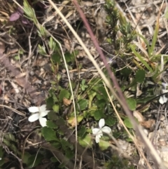 Viola improcera at Mount Clear, ACT - 19 Nov 2022 12:57 PM