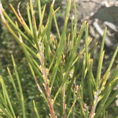 Hakea lissosperma (Needle Bush) at Mount Clear, ACT - 19 Nov 2022 by Tapirlord