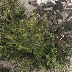 Hakea lissosperma at Mount Clear, ACT - 19 Nov 2022