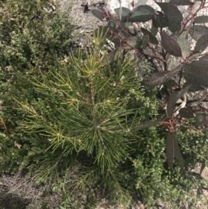 Hakea lissosperma at Mount Clear, ACT - 19 Nov 2022