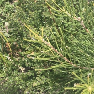 Hakea lissosperma at Mount Clear, ACT - 19 Nov 2022