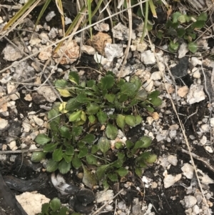 Viola improcera at Yaouk, NSW - 19 Nov 2022