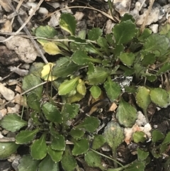 Viola improcera at Yaouk, NSW - 19 Nov 2022