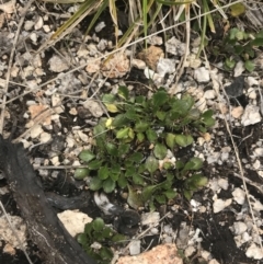 Viola improcera at Yaouk, NSW - 19 Nov 2022