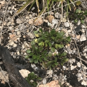 Viola improcera at Yaouk, NSW - 19 Nov 2022