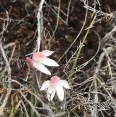 Caladenia alpina (Mountain Caps) at Rendezvous Creek, ACT - 19 Nov 2022 by Tapirlord