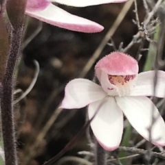 Caladenia alpina at Rendezvous Creek, ACT - 19 Nov 2022