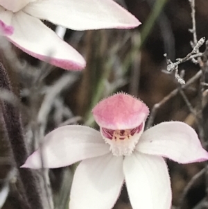 Caladenia alpina at Rendezvous Creek, ACT - suppressed