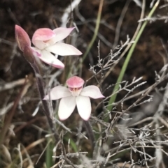 Caladenia alpina at Rendezvous Creek, ACT - 19 Nov 2022