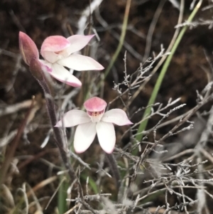 Caladenia alpina at Rendezvous Creek, ACT - suppressed