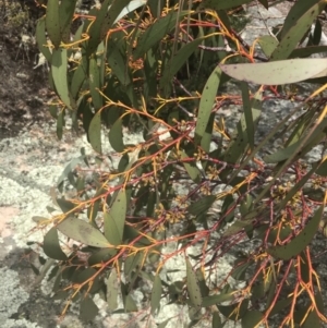 Eucalyptus pauciflora subsp. niphophila at Namadgi National Park - 19 Nov 2022