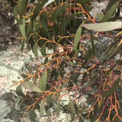 Eucalyptus pauciflora subsp. niphophila (Snow Gum) at Namadgi National Park - 19 Nov 2022 by Tapirlord