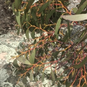 Eucalyptus pauciflora subsp. niphophila at Namadgi National Park - 19 Nov 2022 12:03 PM