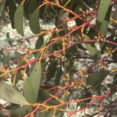 Eucalyptus pauciflora subsp. niphophila at Namadgi National Park - 19 Nov 2022