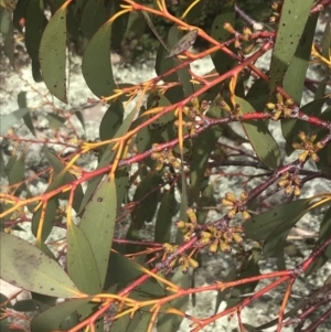 Eucalyptus pauciflora subsp. niphophila at Namadgi National Park - 19 Nov 2022 12:03 PM