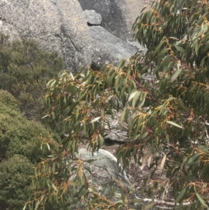 Eucalyptus pauciflora subsp. niphophila at Namadgi National Park - 19 Nov 2022 12:03 PM