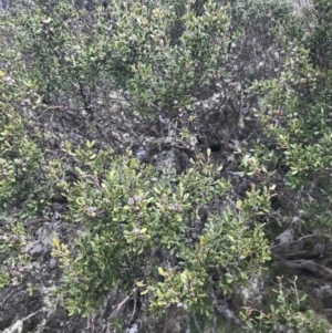 Leptospermum micromyrtus at Mount Clear, ACT - 19 Nov 2022