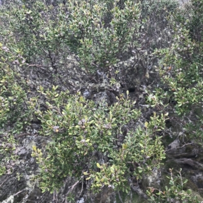 Leptospermum micromyrtus (Button Tea-tree) at Mount Clear, ACT - 19 Nov 2022 by Tapirlord