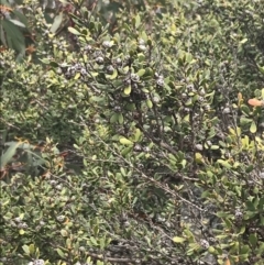 Leptospermum micromyrtus at Mount Clear, ACT - 19 Nov 2022