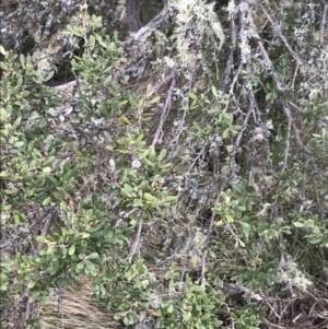 Leptospermum micromyrtus at Mount Clear, ACT - 19 Nov 2022