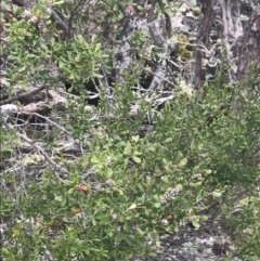 Leptospermum micromyrtus at Mount Clear, ACT - 19 Nov 2022