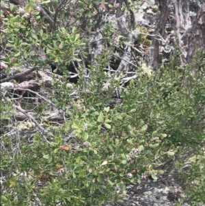 Leptospermum micromyrtus at Mount Clear, ACT - 19 Nov 2022