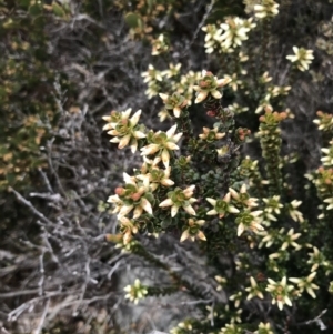 Epacris robusta at Mount Clear, ACT - 19 Nov 2022