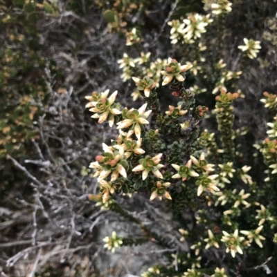 Epacris robusta (Round-leaf Heath) at Mount Clear, ACT - 19 Nov 2022 by Tapirlord