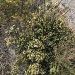 Epacris robusta at Mount Clear, ACT - 19 Nov 2022