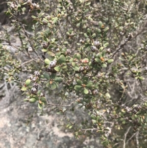 Leptospermum micromyrtus at Mount Clear, ACT - 19 Nov 2022