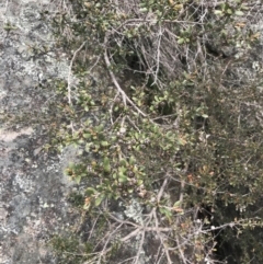 Leptospermum micromyrtus at Mount Clear, ACT - 19 Nov 2022