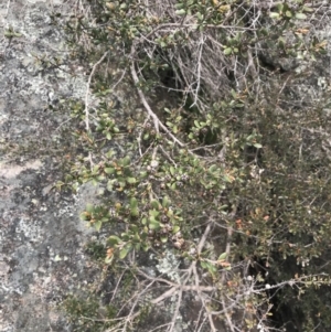 Leptospermum micromyrtus at Mount Clear, ACT - 19 Nov 2022 11:29 AM