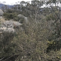 Leptospermum micromyrtus at Mount Clear, ACT - 19 Nov 2022 11:29 AM