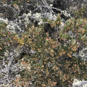 Acacia alpina at Mount Clear, ACT - 19 Nov 2022