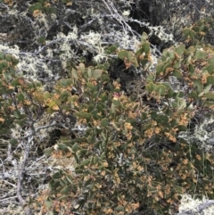 Acacia alpina at Mount Clear, ACT - 19 Nov 2022