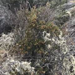 Acacia alpina at Mount Clear, ACT - 19 Nov 2022