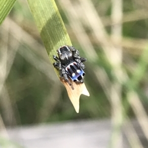 Maratus harrisi at Mount Clear, ACT - 19 Nov 2022