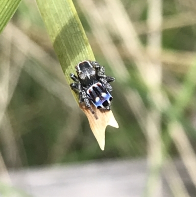 Maratus harrisi (Harris's Peacock spider) at Namadgi National Park - 19 Nov 2022 by Tapirlord