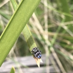 Maratus harrisi at Mount Clear, ACT - suppressed