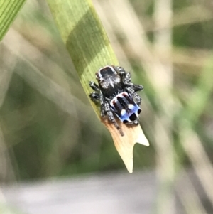 Maratus harrisi at Mount Clear, ACT - suppressed