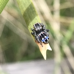 Maratus harrisi at Mount Clear, ACT - 19 Nov 2022