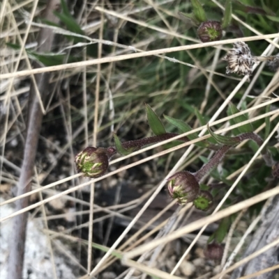 Calotis scabiosifolia var. integrifolia (Rough Burr-daisy) at Mount Clear, ACT - 19 Nov 2022 by Tapirlord