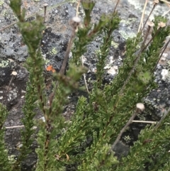 Olearia sp. Rhizomatica (I.R.Telford 11549) (Daisy Bush (Australian National Herbarium)) at Scabby Range Nature Reserve - 18 Nov 2022 by Tapirlord