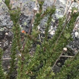 Olearia sp. Rhizomatica (I.R.Telford 11549) at Yaouk, NSW - 19 Nov 2022