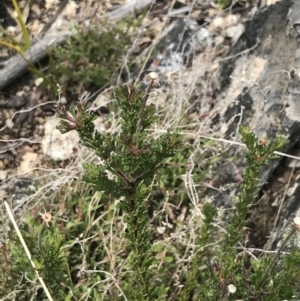 Olearia heloderma at Yaouk, NSW - 19 Nov 2022