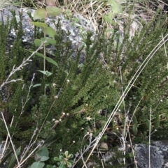 Olearia heloderma at Yaouk, NSW - 19 Nov 2022