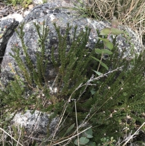 Olearia heloderma at Yaouk, NSW - 19 Nov 2022