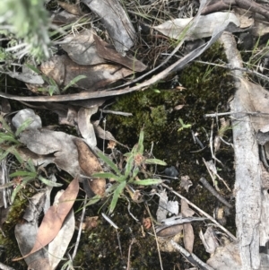 Plantago hispida at Mount Clear, ACT - 19 Nov 2022 10:51 AM